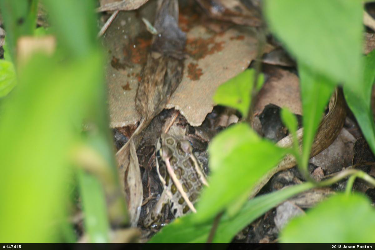 Pickerel Frog