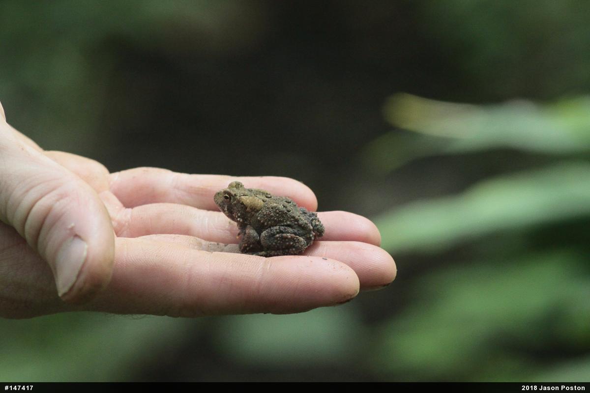 Eastern American Toad