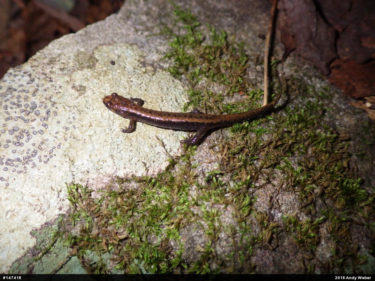 Allegheny Mountain Dusky Salamander