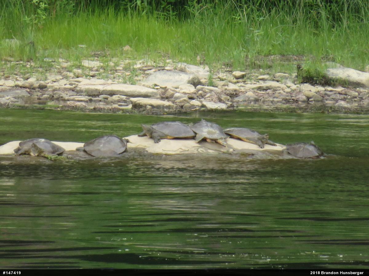 Eastern Spiny Softshell