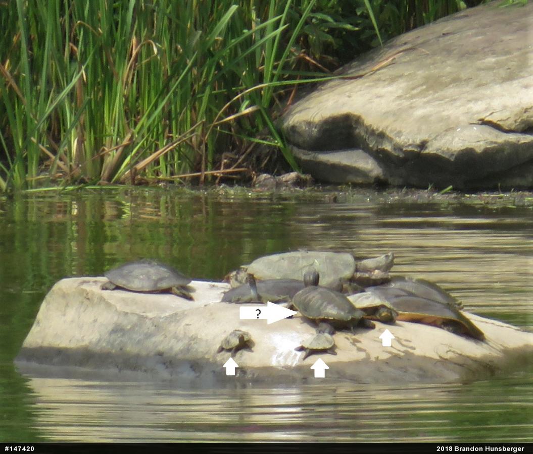 Northern Map Turtle