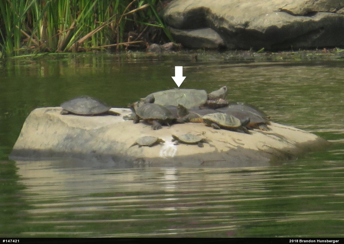 Snapping Turtle