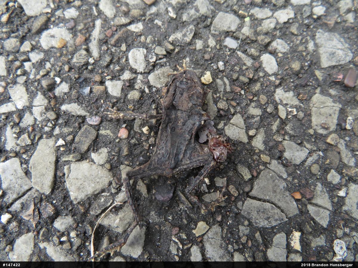 Eastern American Toad
