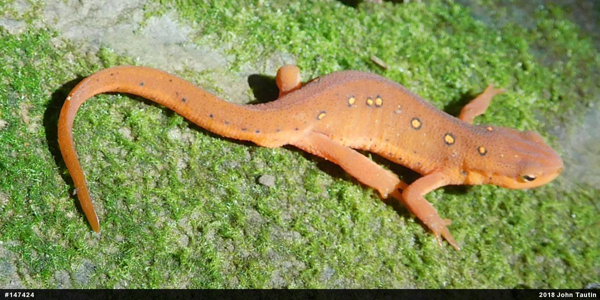 Red-spotted Newt