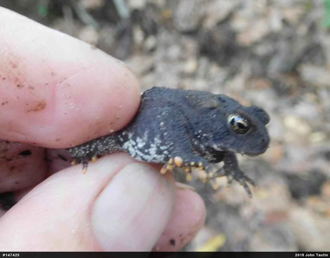 Eastern American Toad