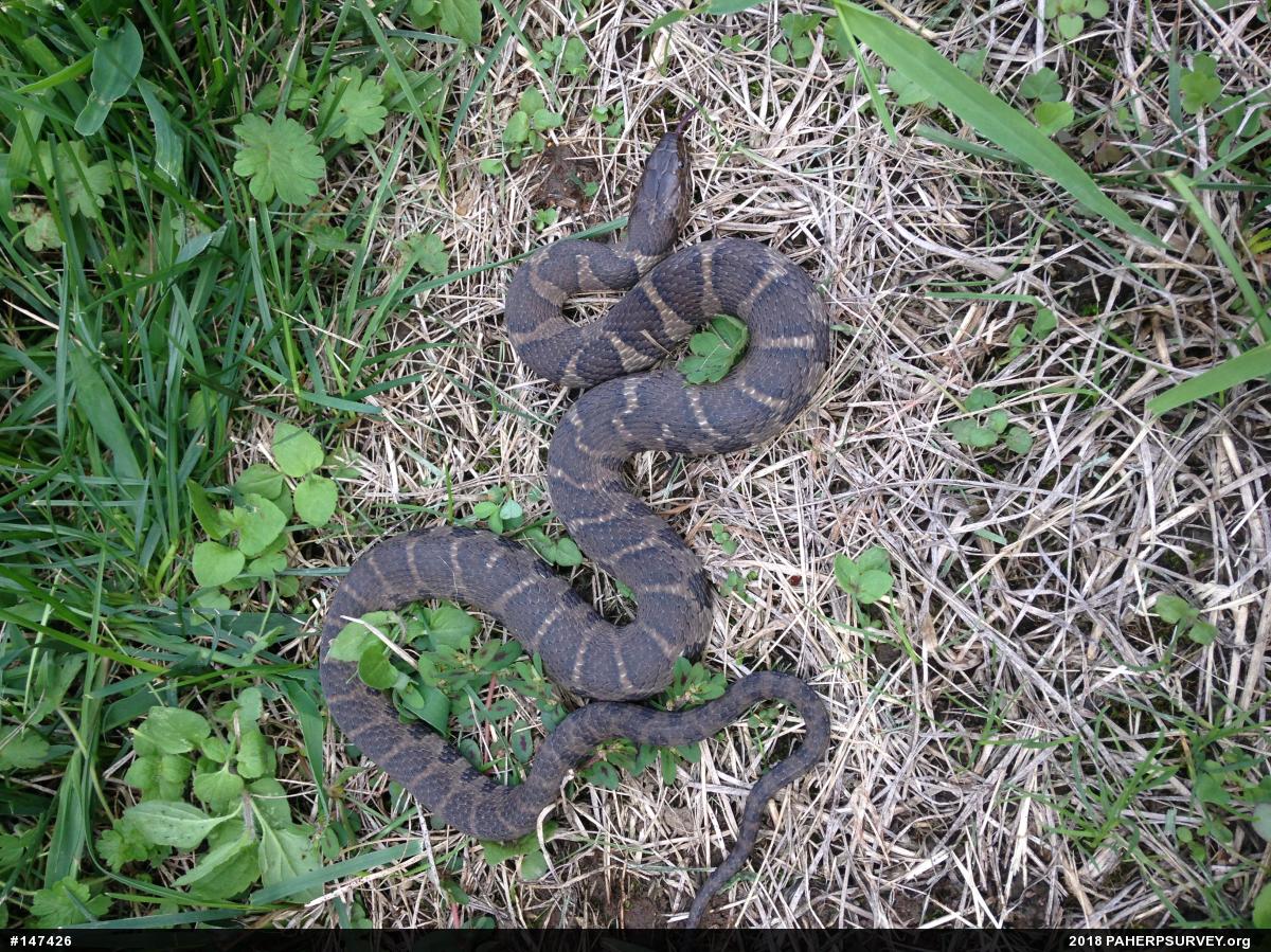 Northern Watersnake