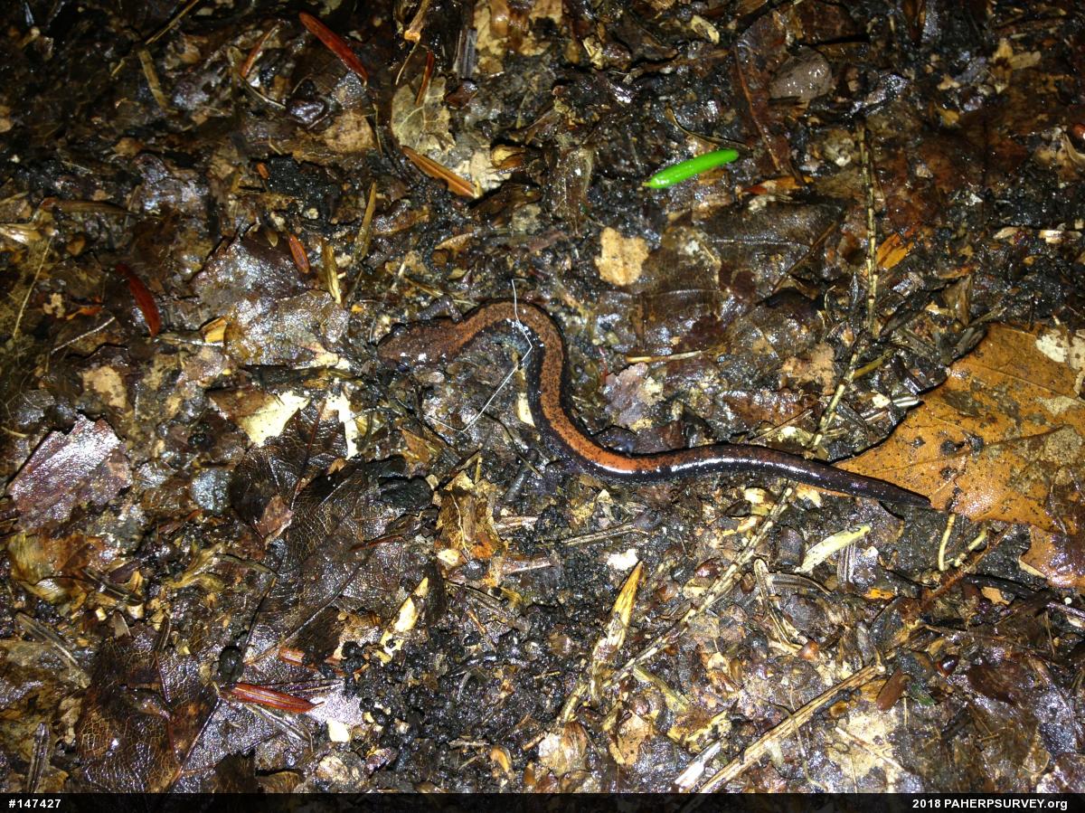 Eastern Red-backed  Salamander