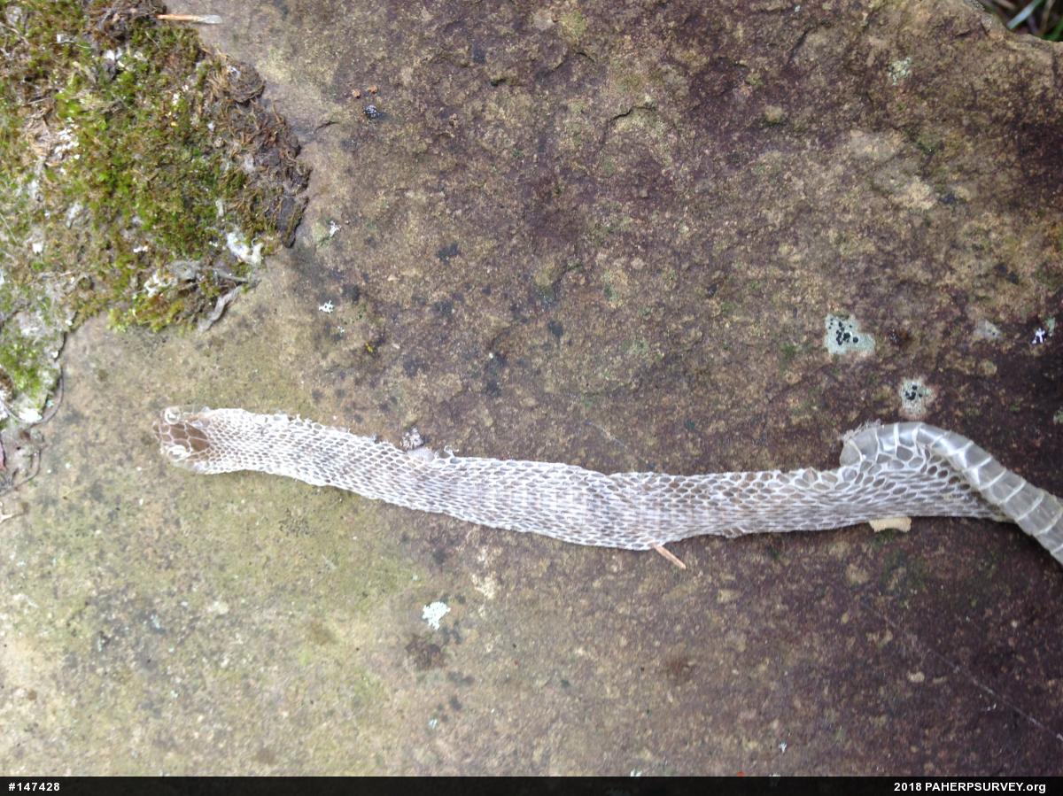 Eastern Gartersnake