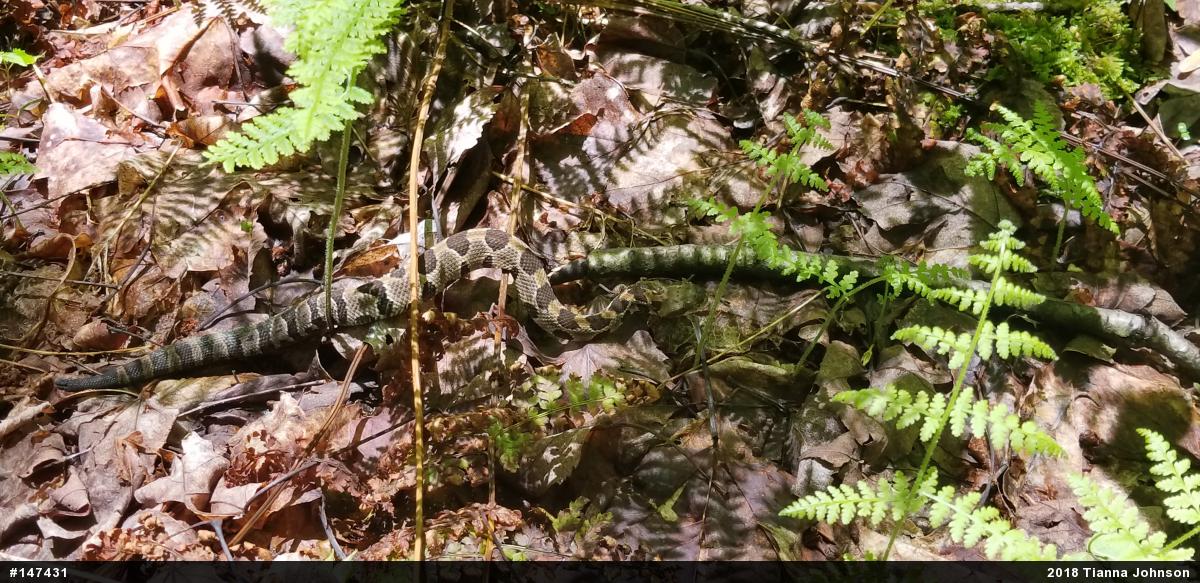 Timber Rattlesnake