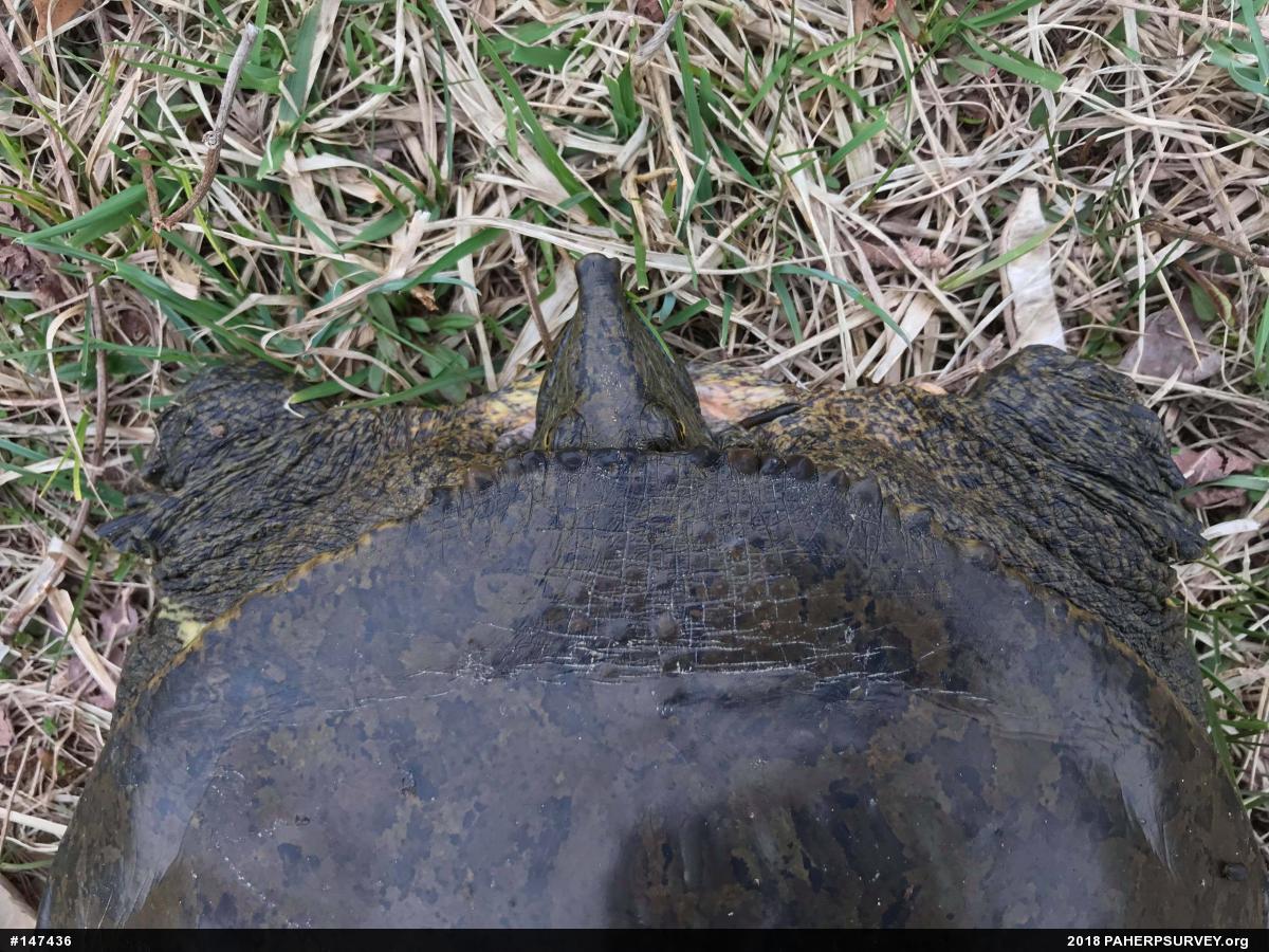 Eastern Spiny Softshell
