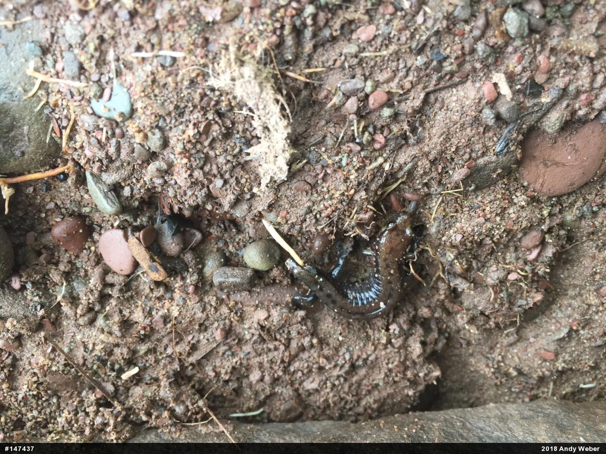 Allegheny Mountain Dusky Salamander