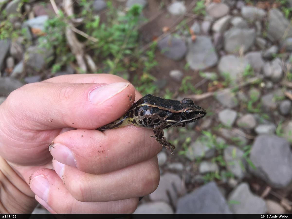 Pickerel Frog