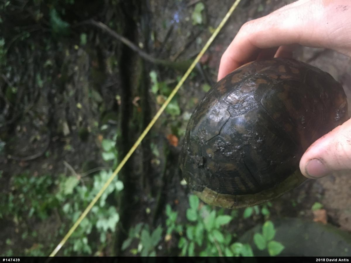 Eastern Box Turtle