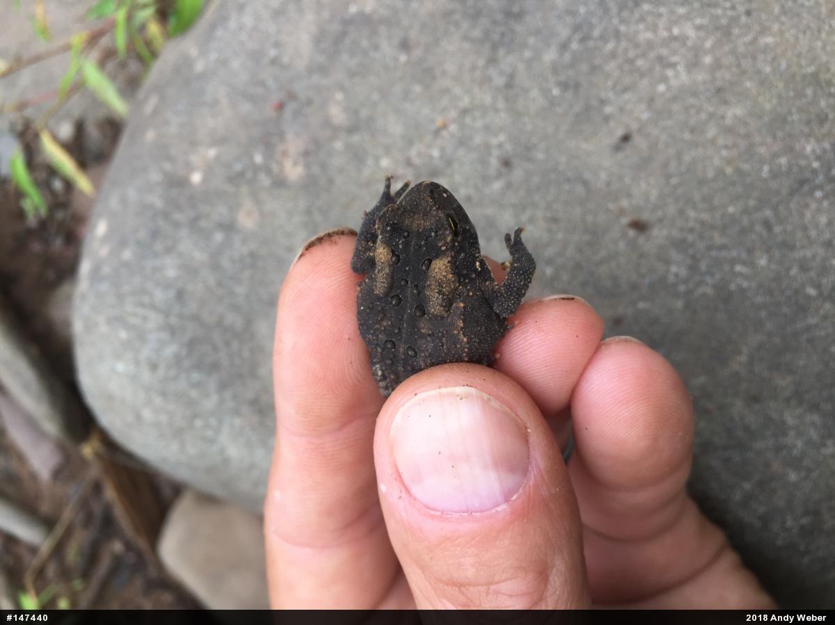 Eastern American Toad