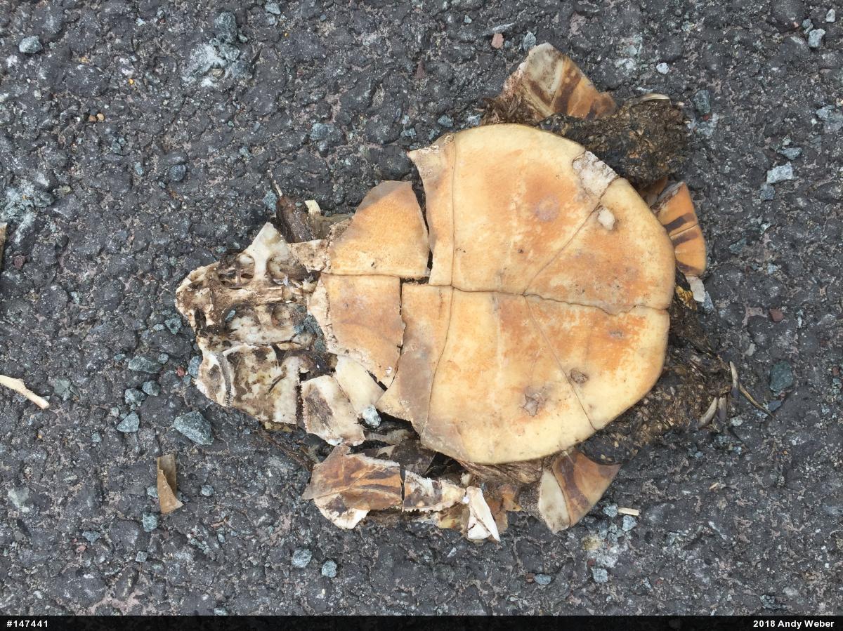 Painted Turtle