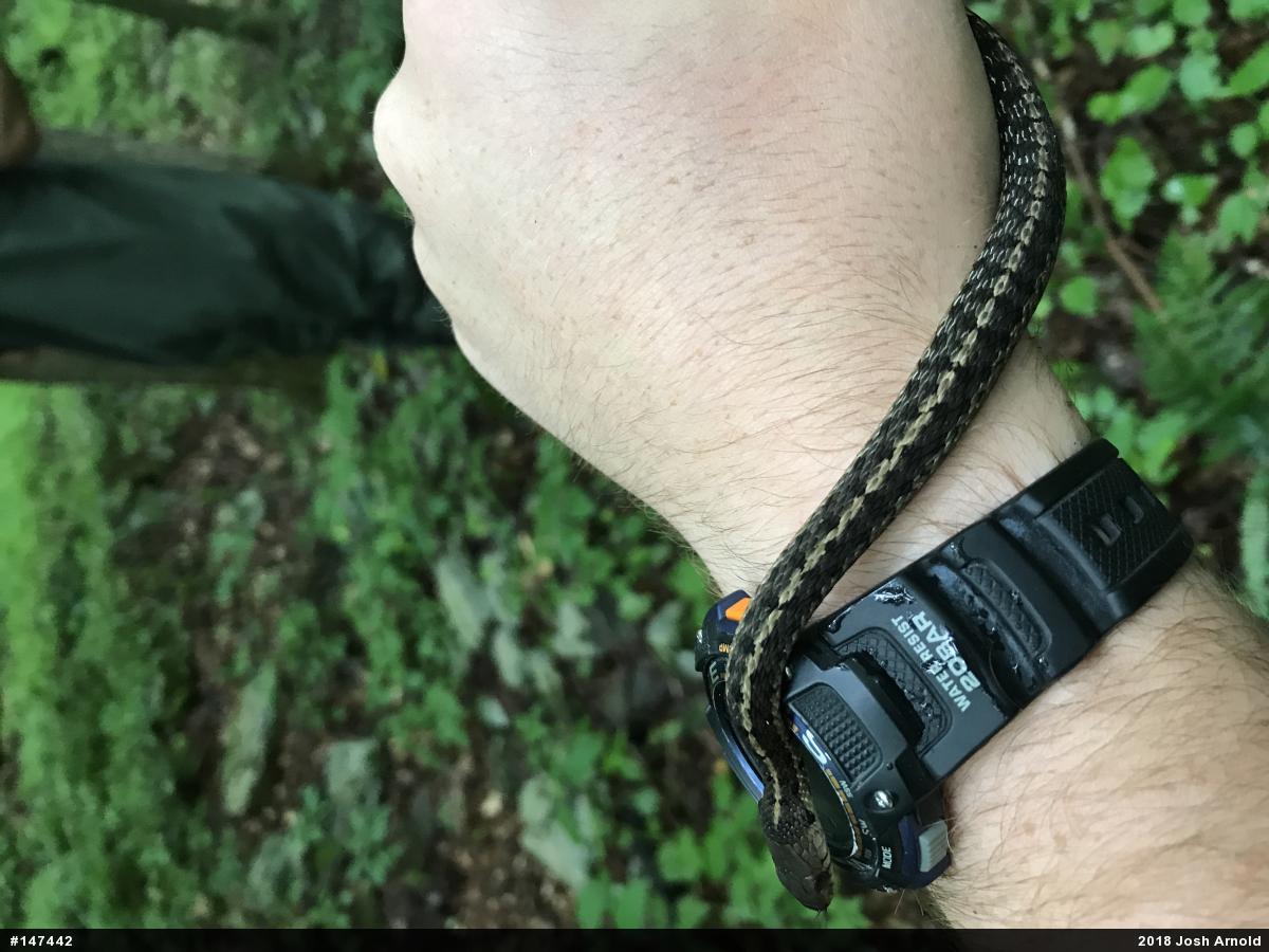 Eastern Gartersnake