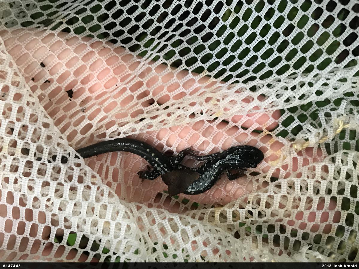 Northern Slimy Salamander