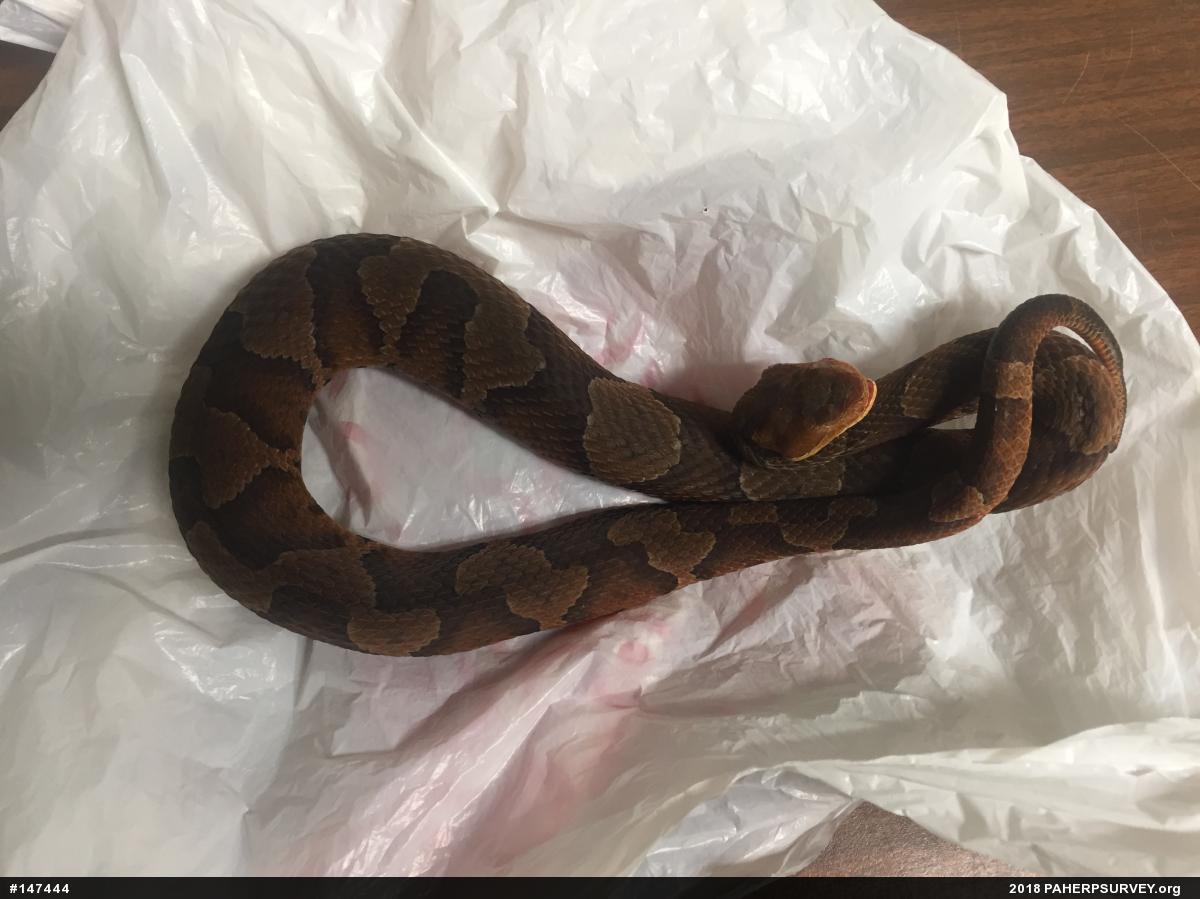 Northern Copperhead