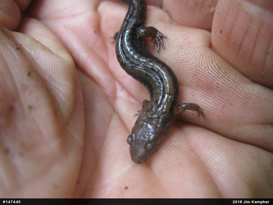 Allegheny Mountain Dusky Salamander