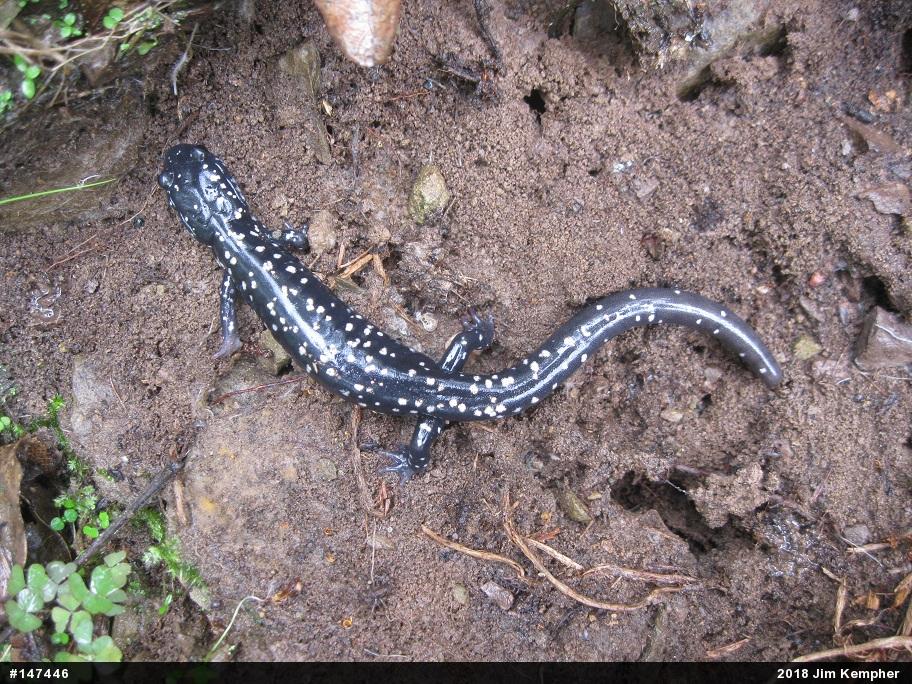 Northern Slimy Salamander