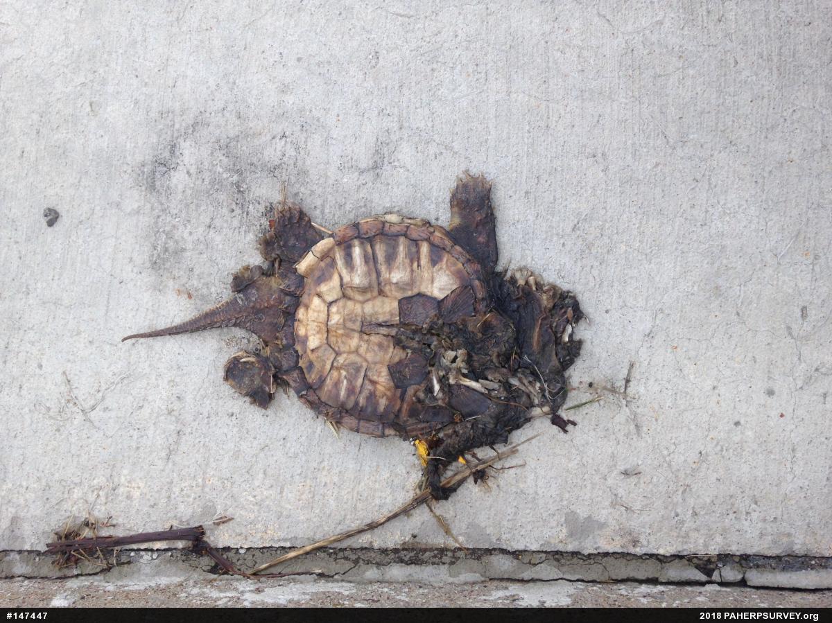 Snapping Turtle