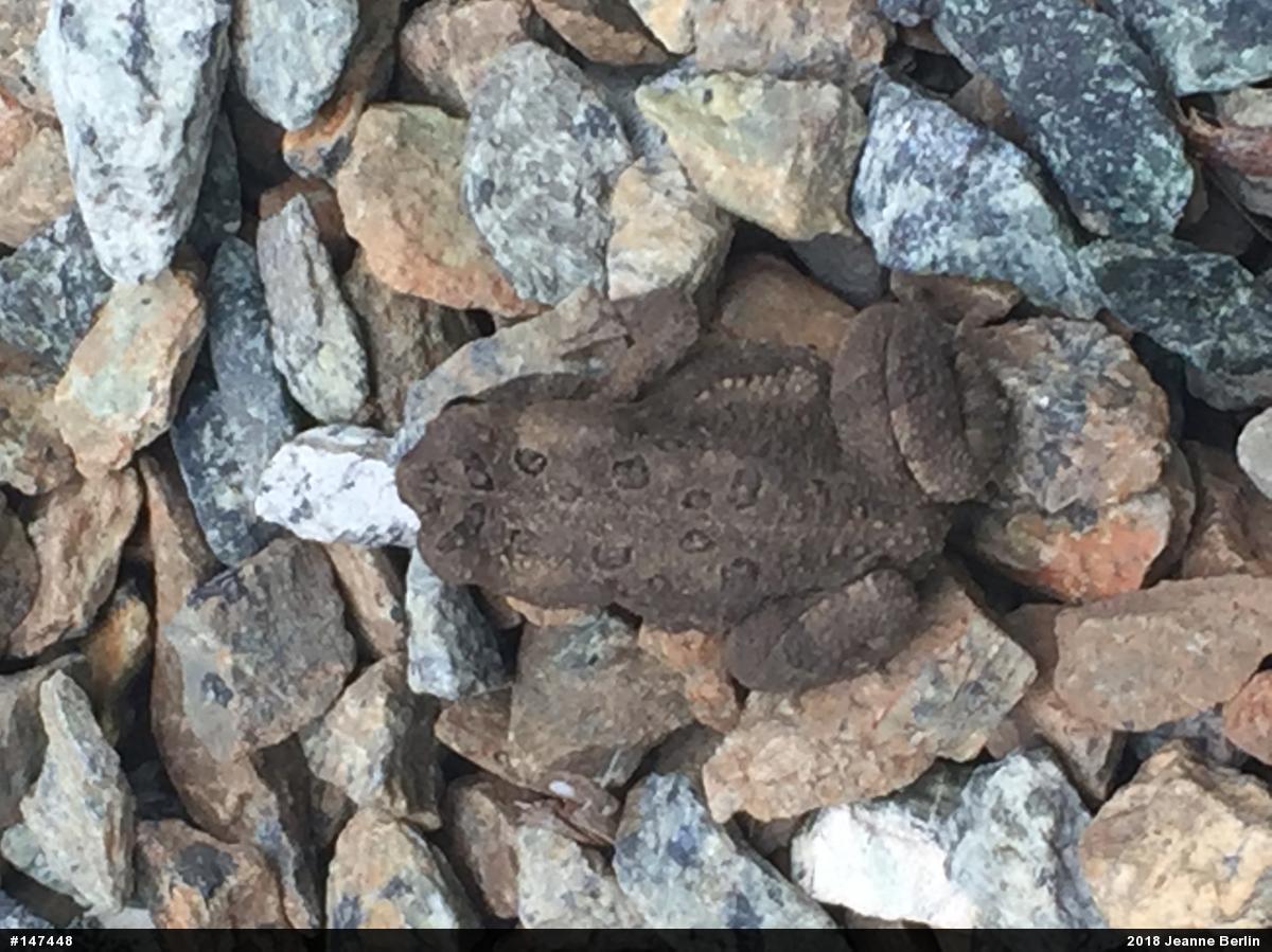 Eastern American Toad