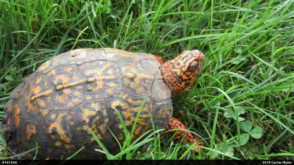 Eastern Box Turtle
