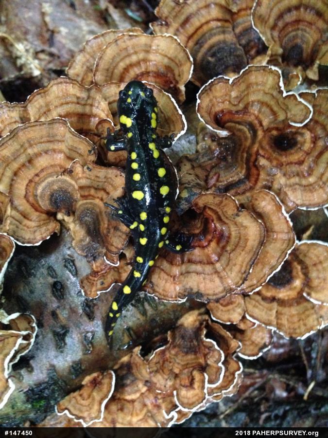 Spotted Salamander