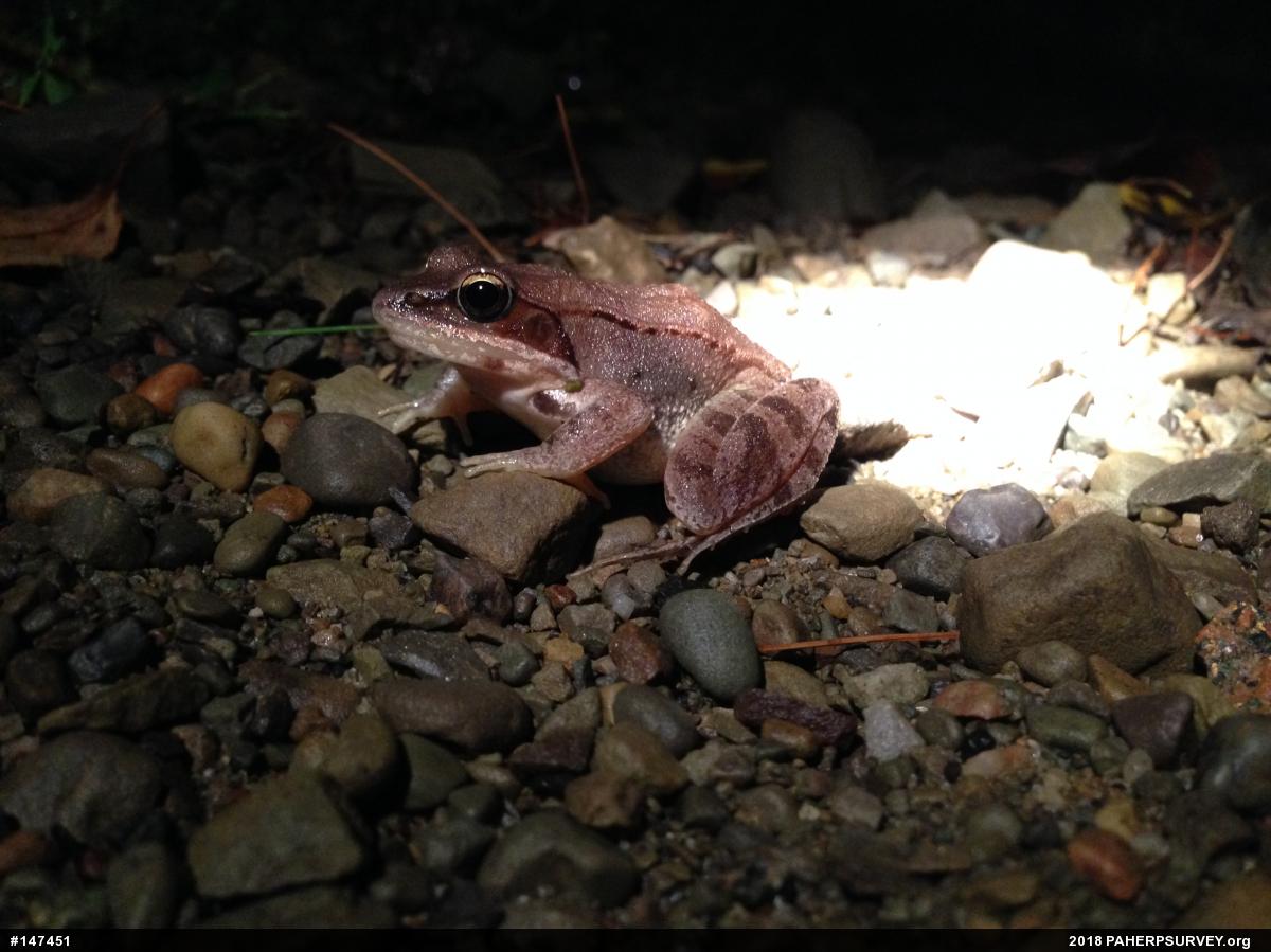 Wood Frog