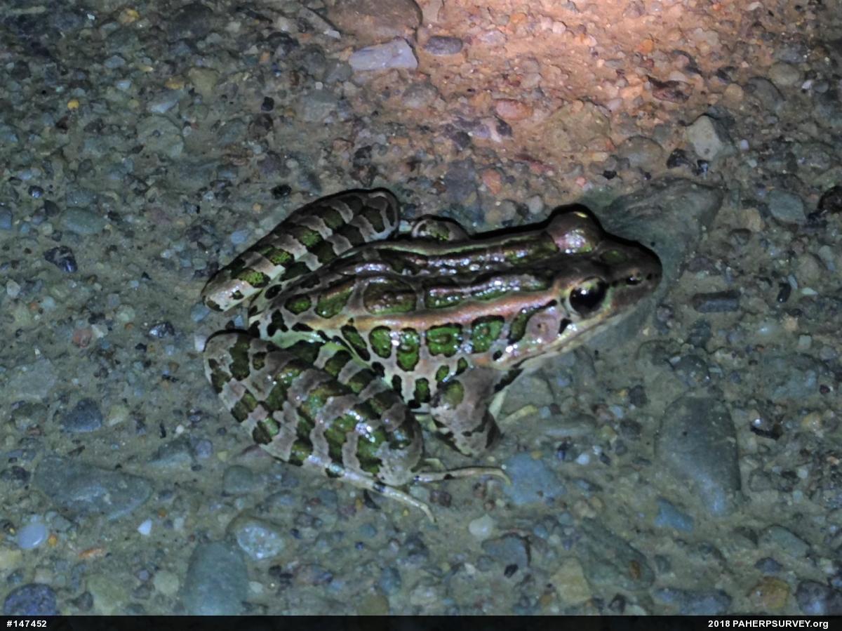 Pickerel Frog