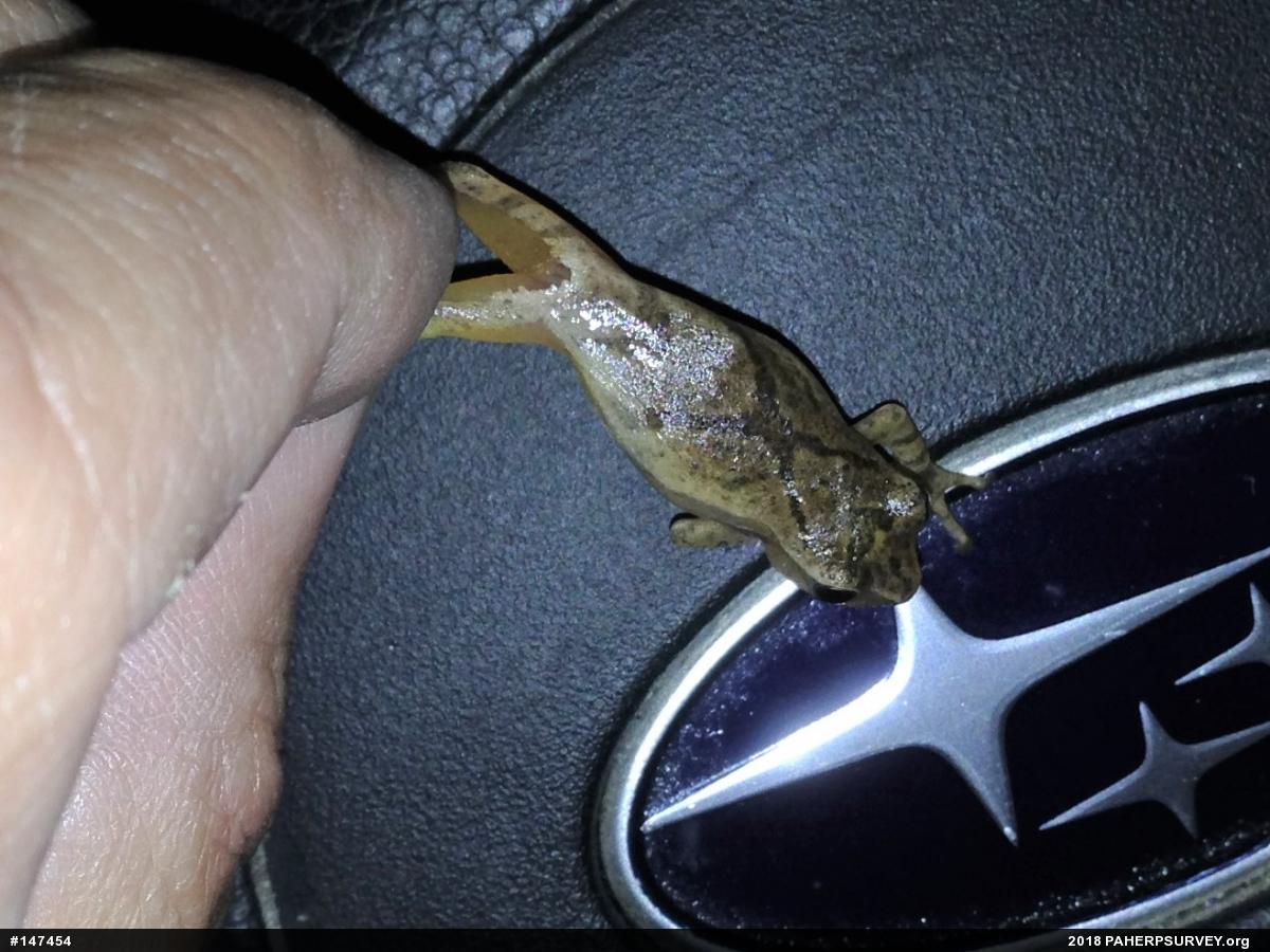 Spring Peeper