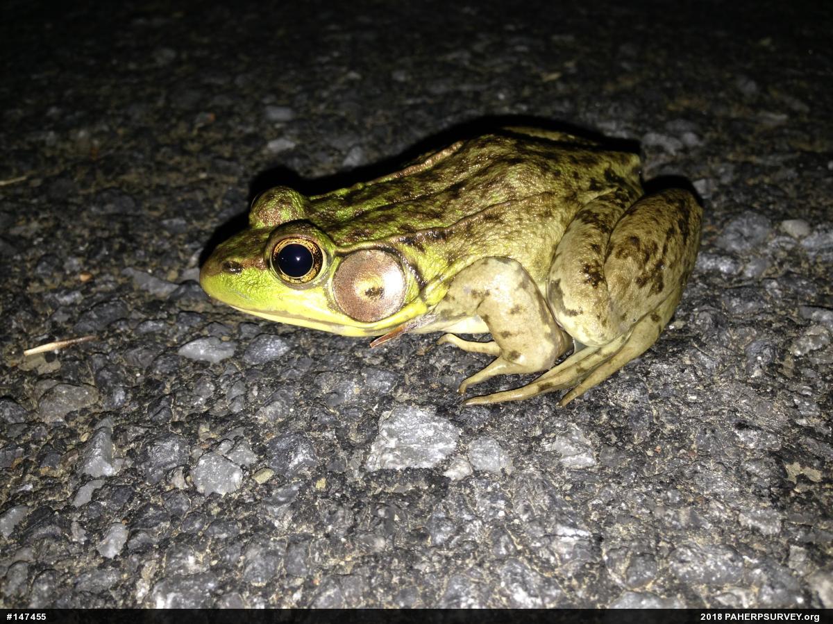 Green Frog