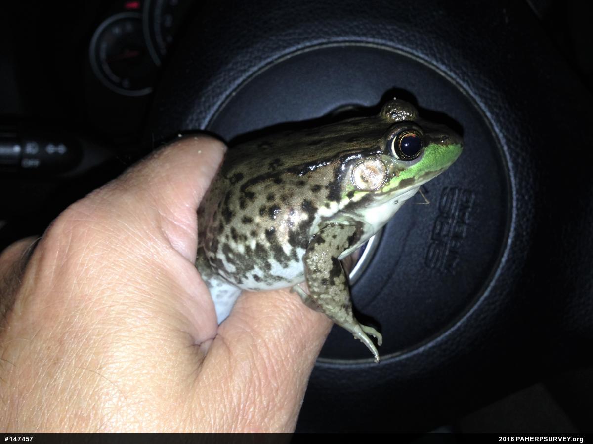 Green Frog