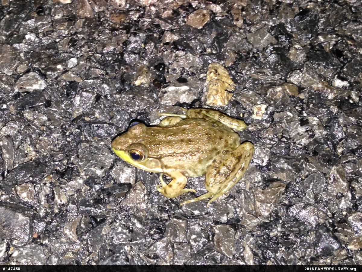 Green Frog