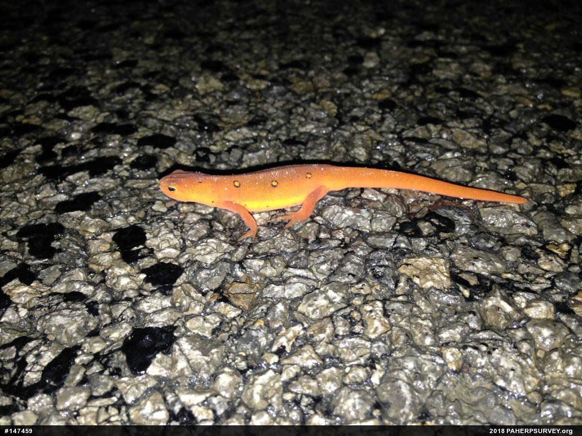 Red-spotted Newt