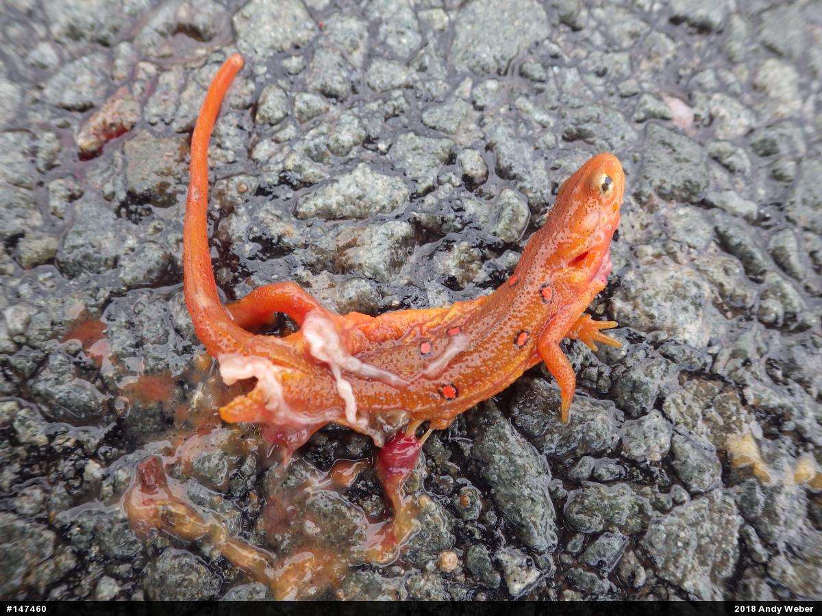 Red-spotted Newt