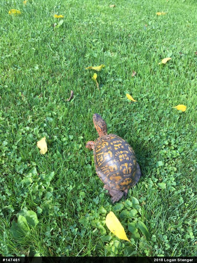 Eastern Box Turtle