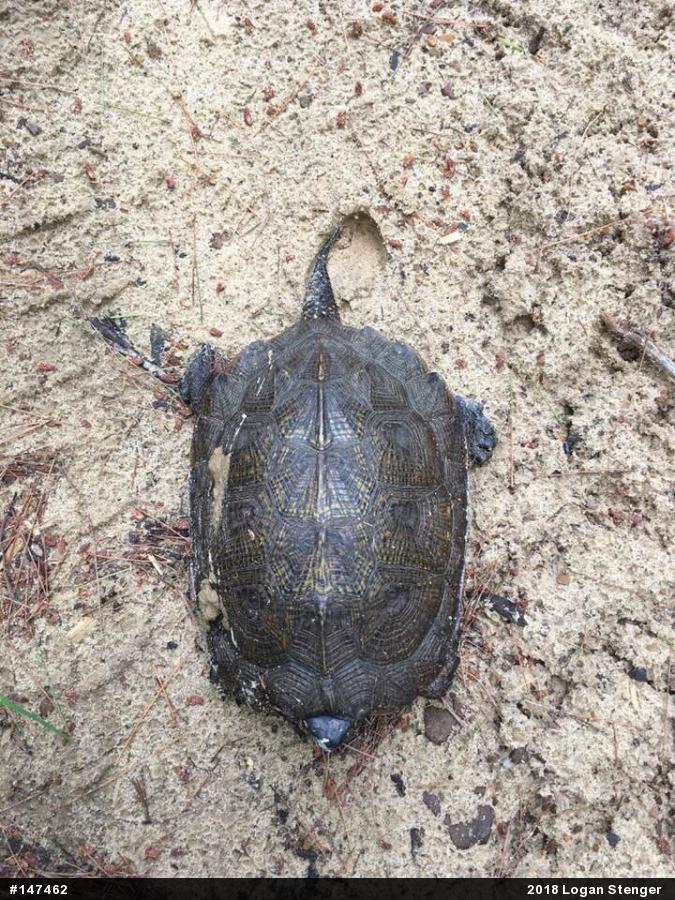 Wood Turtle