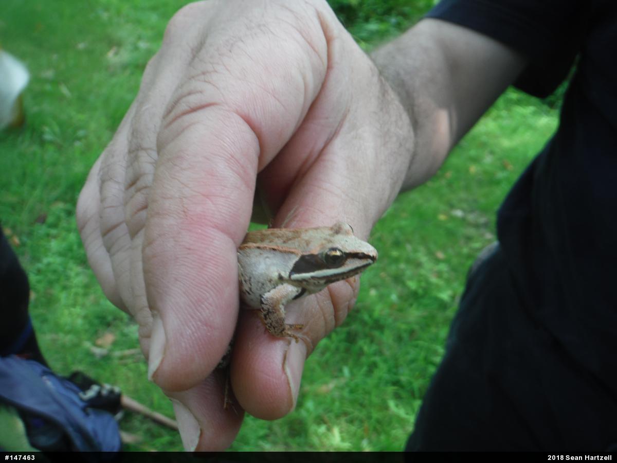 Wood Frog