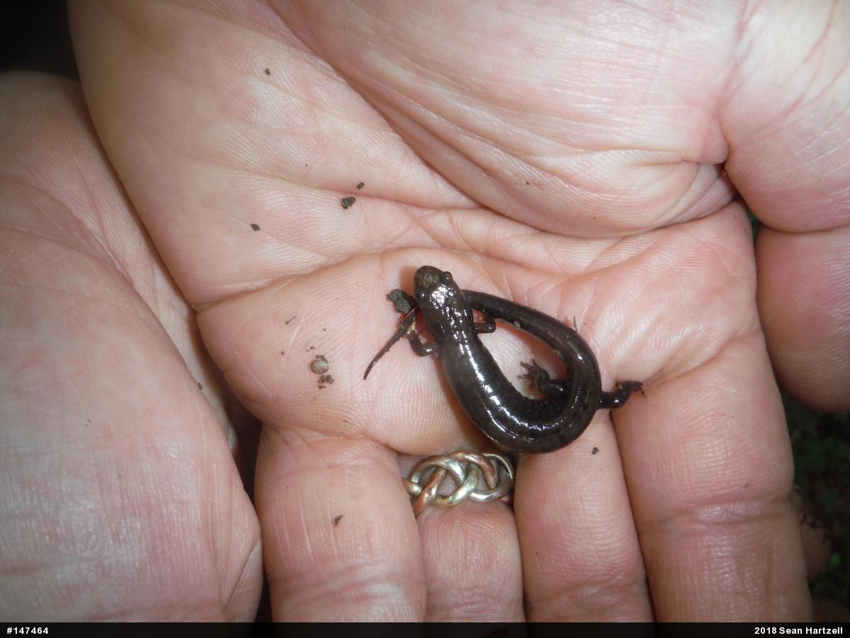 Allegheny Mountain Dusky Salamander
