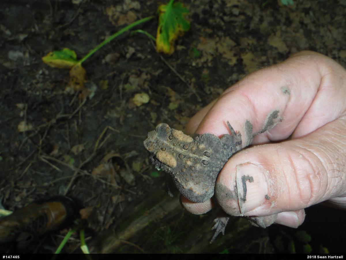 Eastern American Toad
