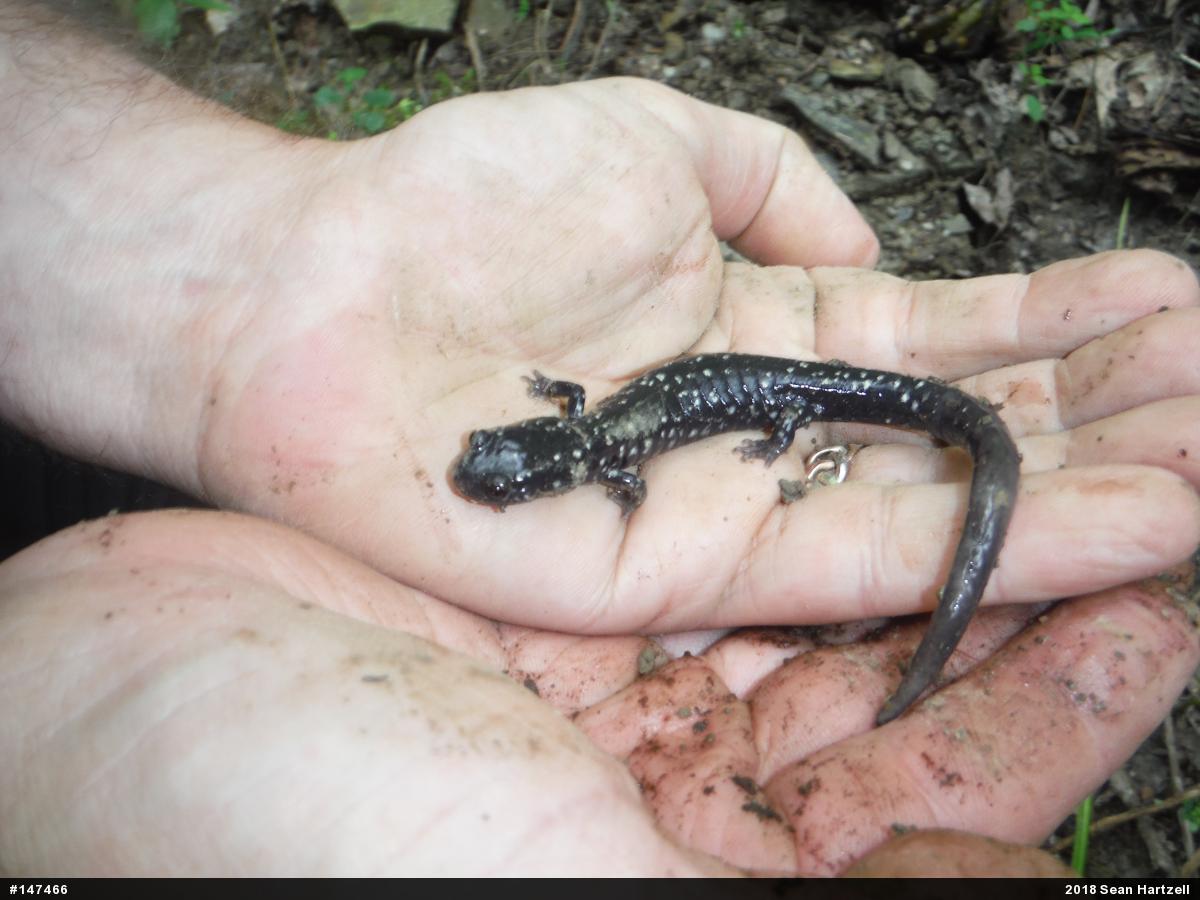 Northern Slimy Salamander