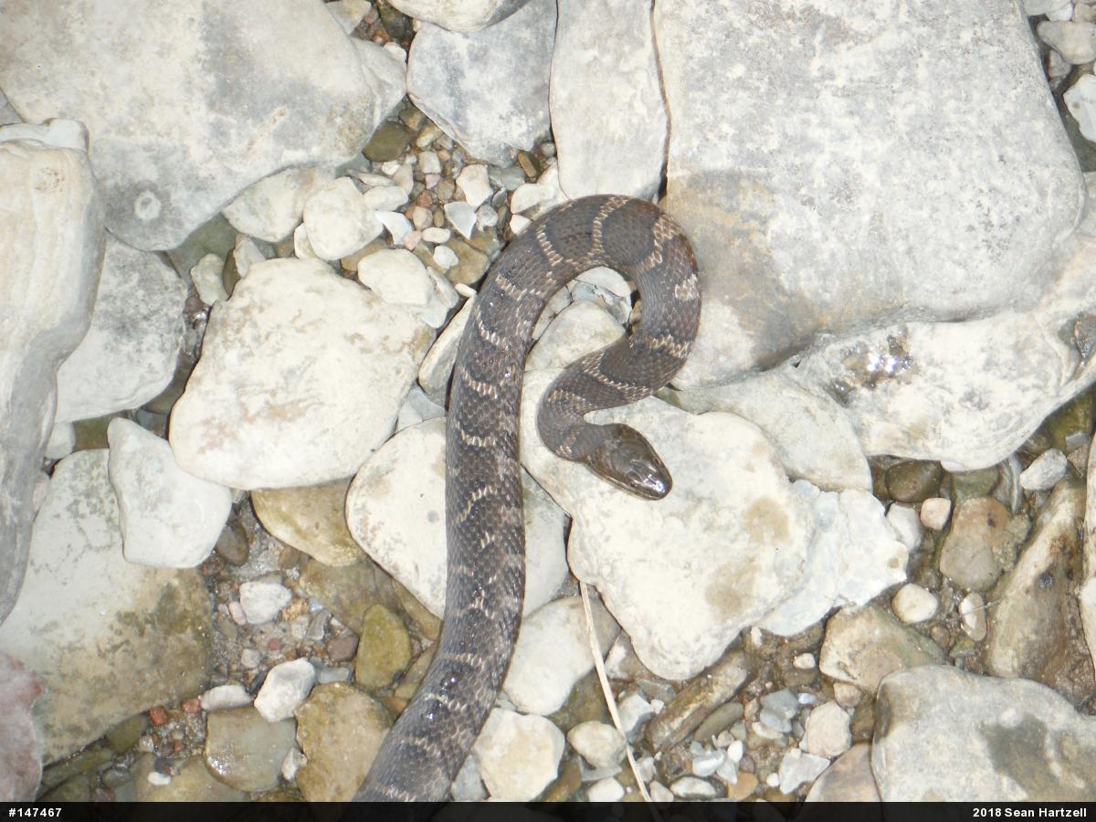 Northern Watersnake