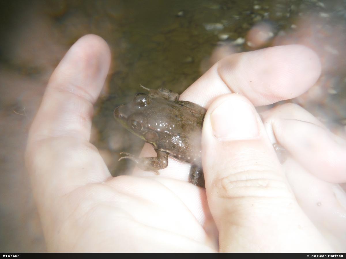 Green Frog