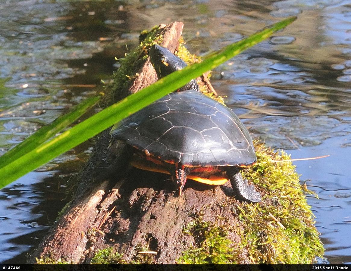 Painted Turtle
