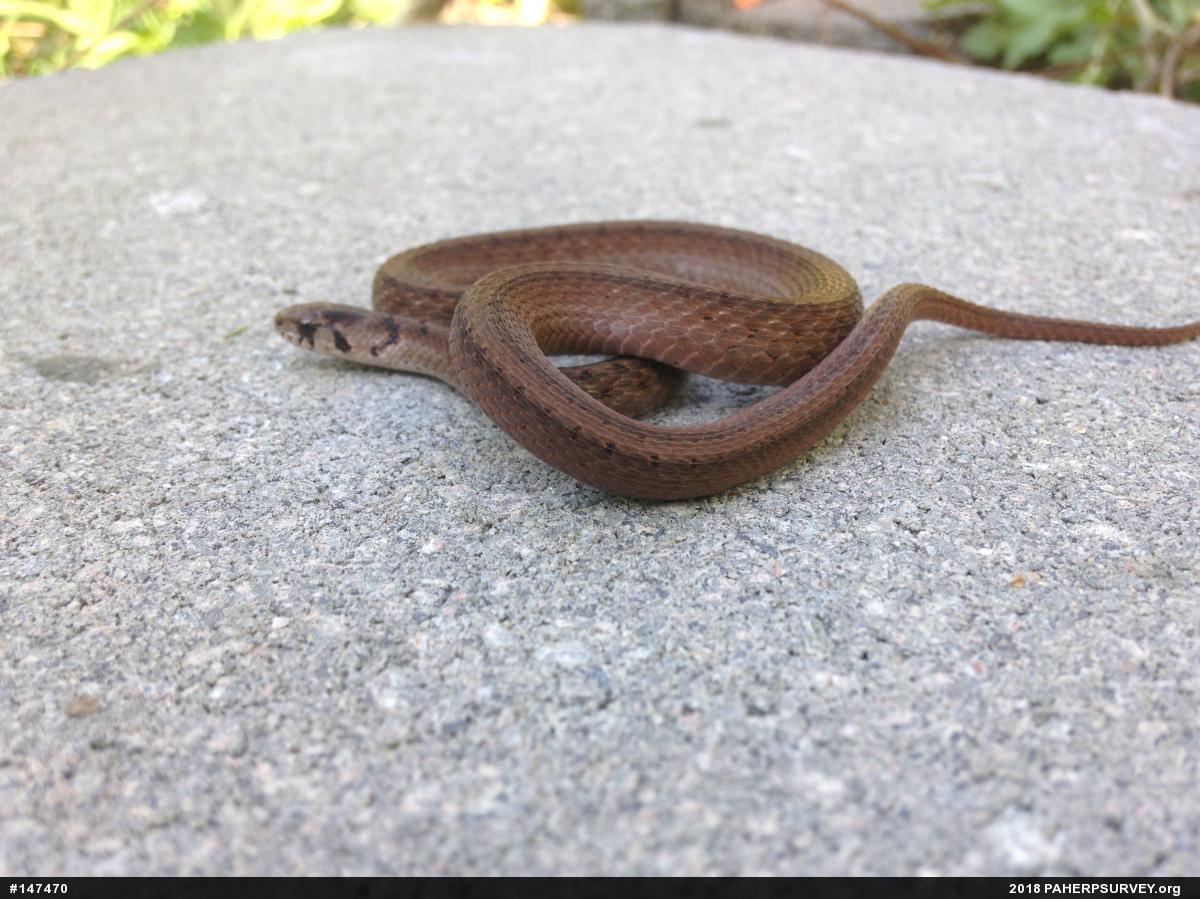 Dekay's Brownsnake