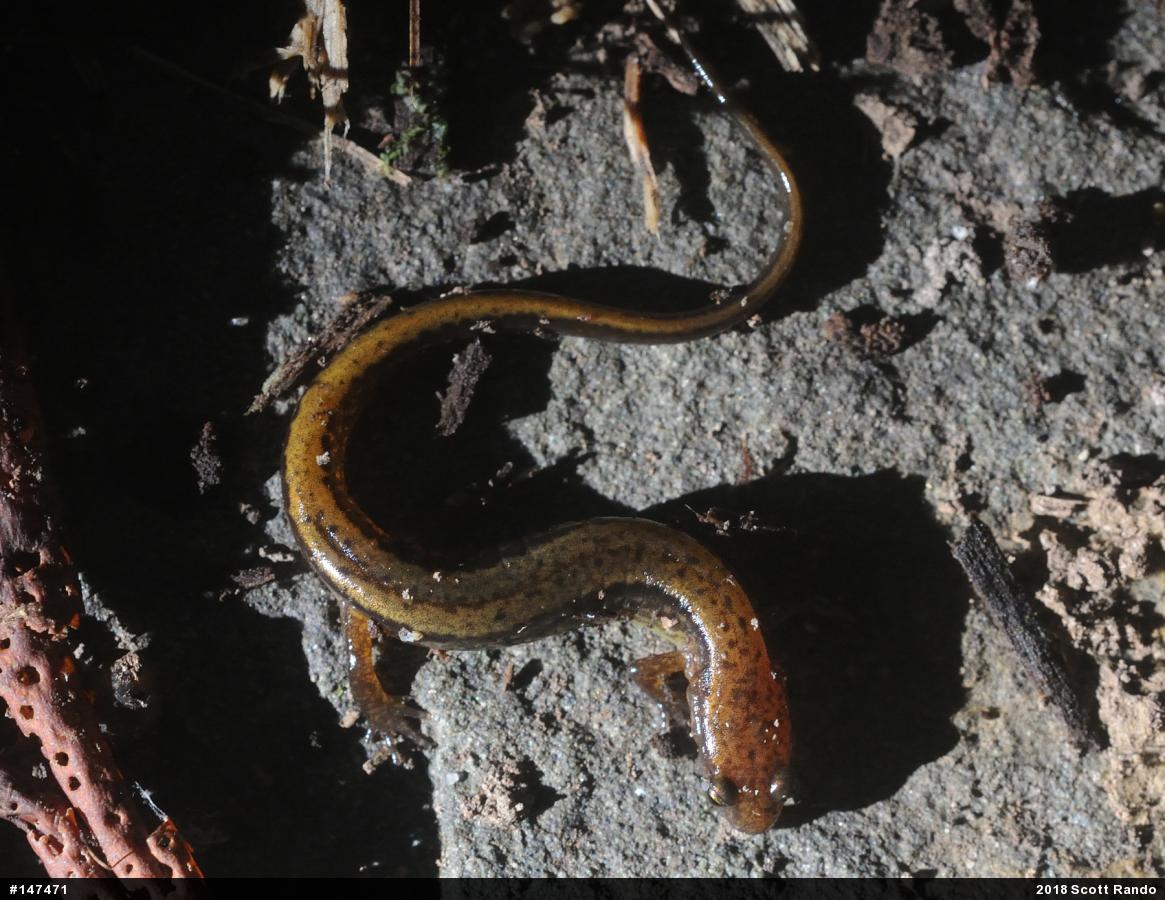 Northern Two-lined Salamander