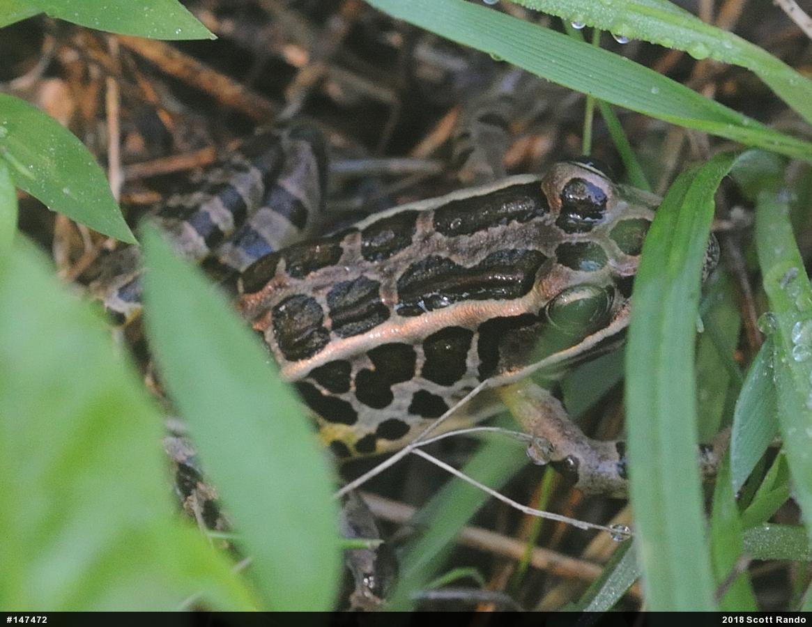 Pickerel Frog
