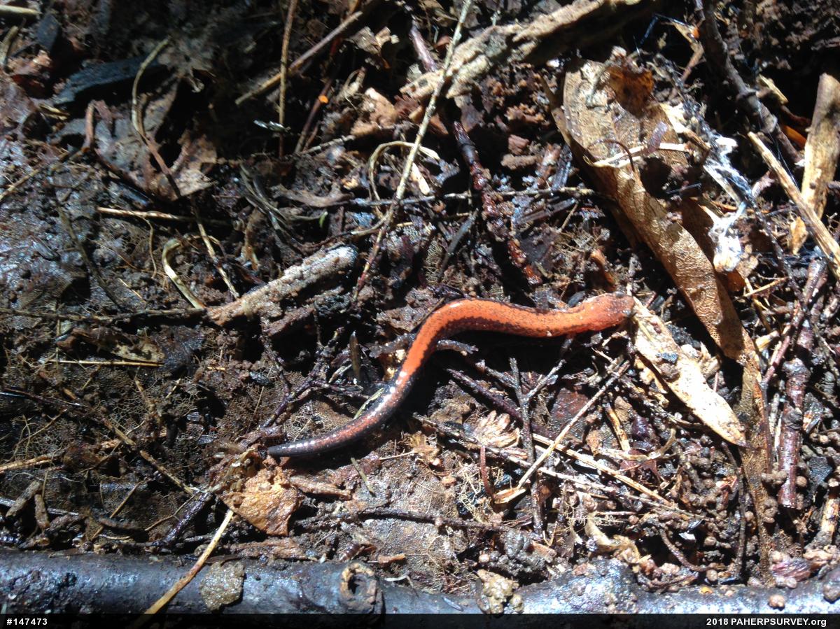 Eastern Red-backed  Salamander
