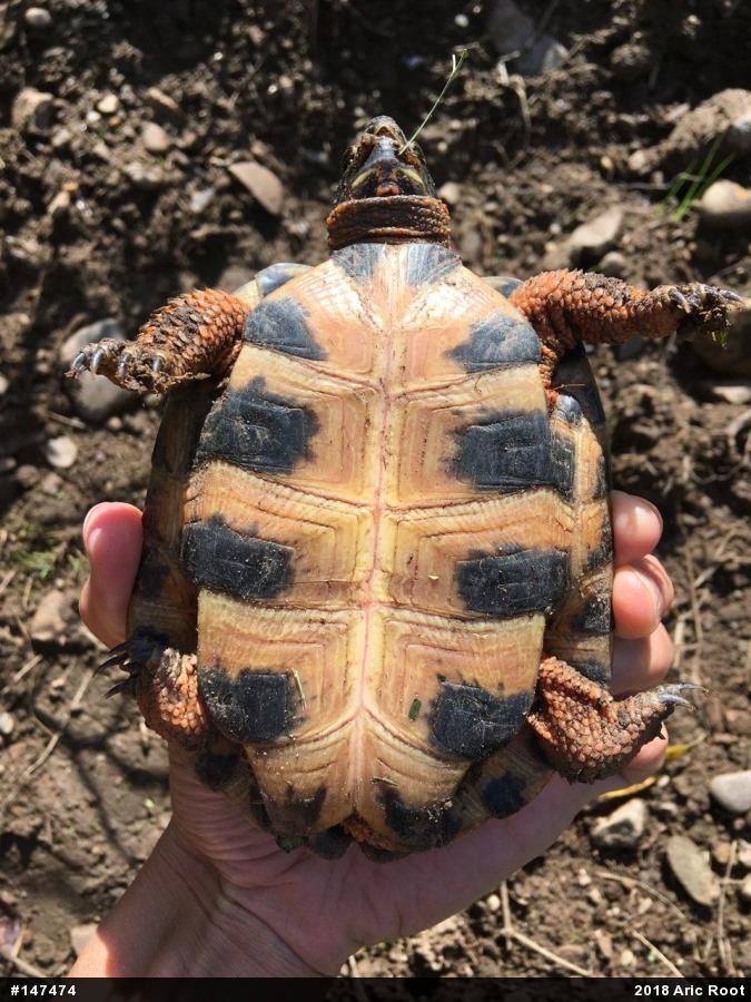 Wood Turtle